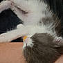 kitten, cat, sleeping, fur, white, gray, pet, animal, resting, legs, human, closeup, cozy, soft, domestic, indoor, cute, feline, relaxing, nap