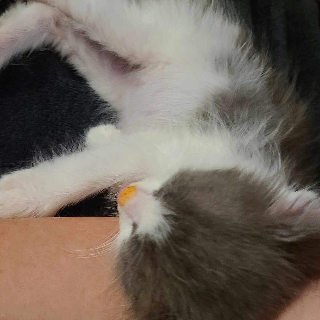 Sassy The Catsquatch