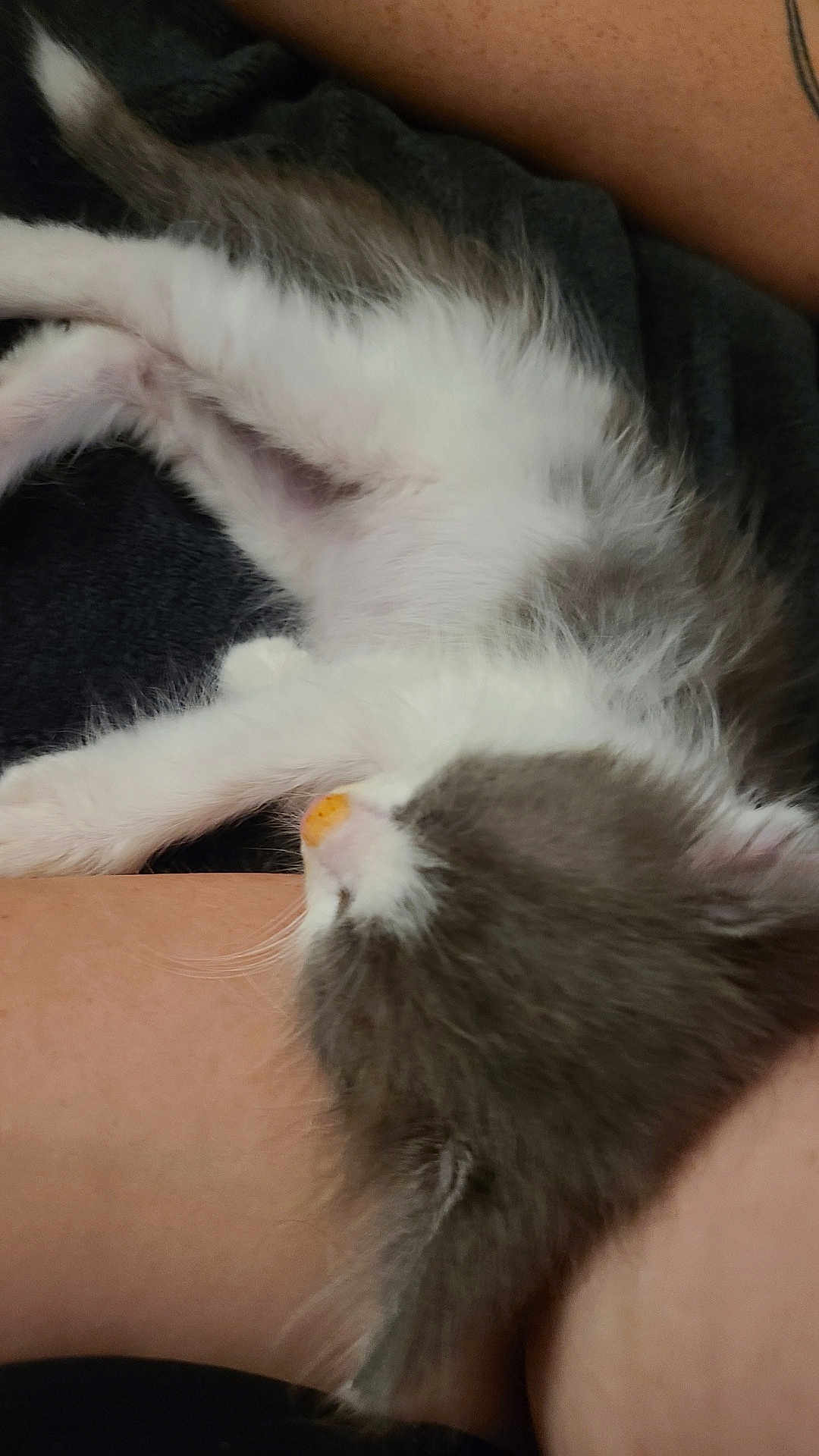Sassy The Catsquatch