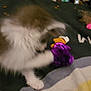 cat, furry, blurry, toy, purple, blanket, indoor, pet, playful, stuffed_animal, blue, furniture, soft, cozy, animal, motion_blur, paw, bed, cute, domestic