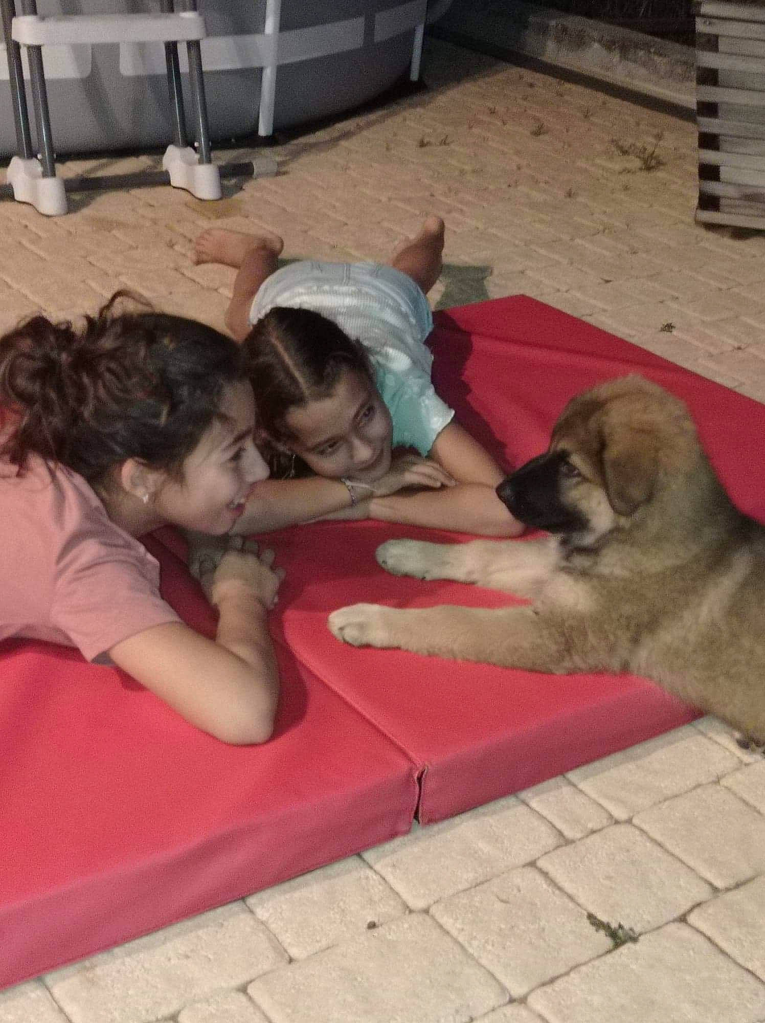 Taya participe au concours pour gagner de l'argent avec cette photo : child, comfort, companion_dog, dog, dog_breed, event, flooring, fun, fur, lap, leisure, linens, shorts, sitting, t_shirt, toddler, vacation, working_animal