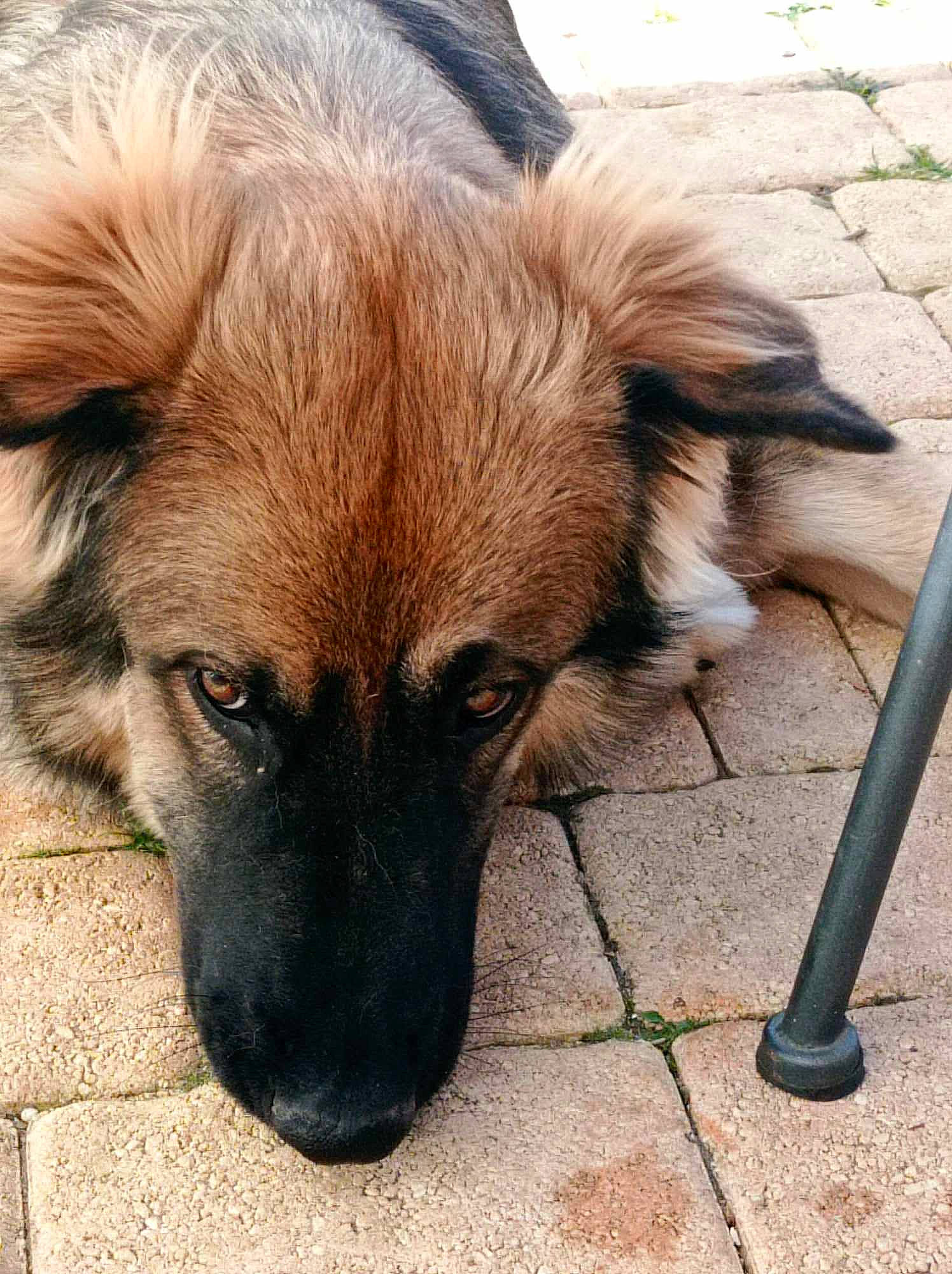 Taya a rejoint le concours — aidez-le/la à gagner de superbes lots ! ancient_dog_breeds, canidae, carnivore, companion_dog, dog, dog_breed, estrela_mountain_dog, fawn, fur, german_shepherd_dog, liver, plant, puppy, snout, sporting_group, street_dog, terrestrial_animal, whiskers, working_animal, working_dog