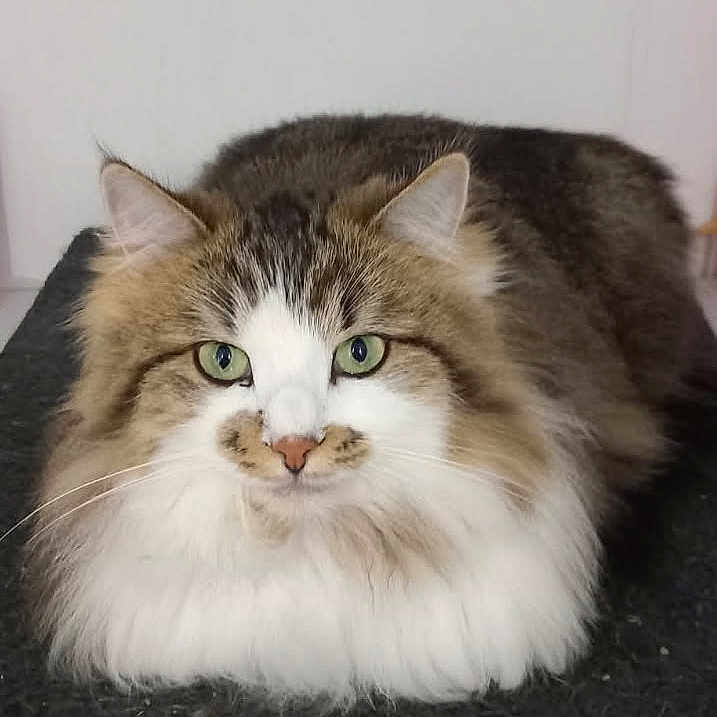 Kalice a rejoint le concours — aidez-le/la à gagner de superbes lots ! abyssinian, angora, animal, art, cat, hardwood, kitten, manx, pet, snout, stainedwood, wood