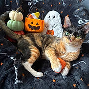Comet is registered to the contest to win money with this photo: cat, tortoiseshell_cat, pet, animal, green_eyes, whiskers, pumpkin, halloween, ghost, jack_o_lantern, skeleton, blanket, cozy, indoor, portrait, lying_down, orange, black, festive, human_face