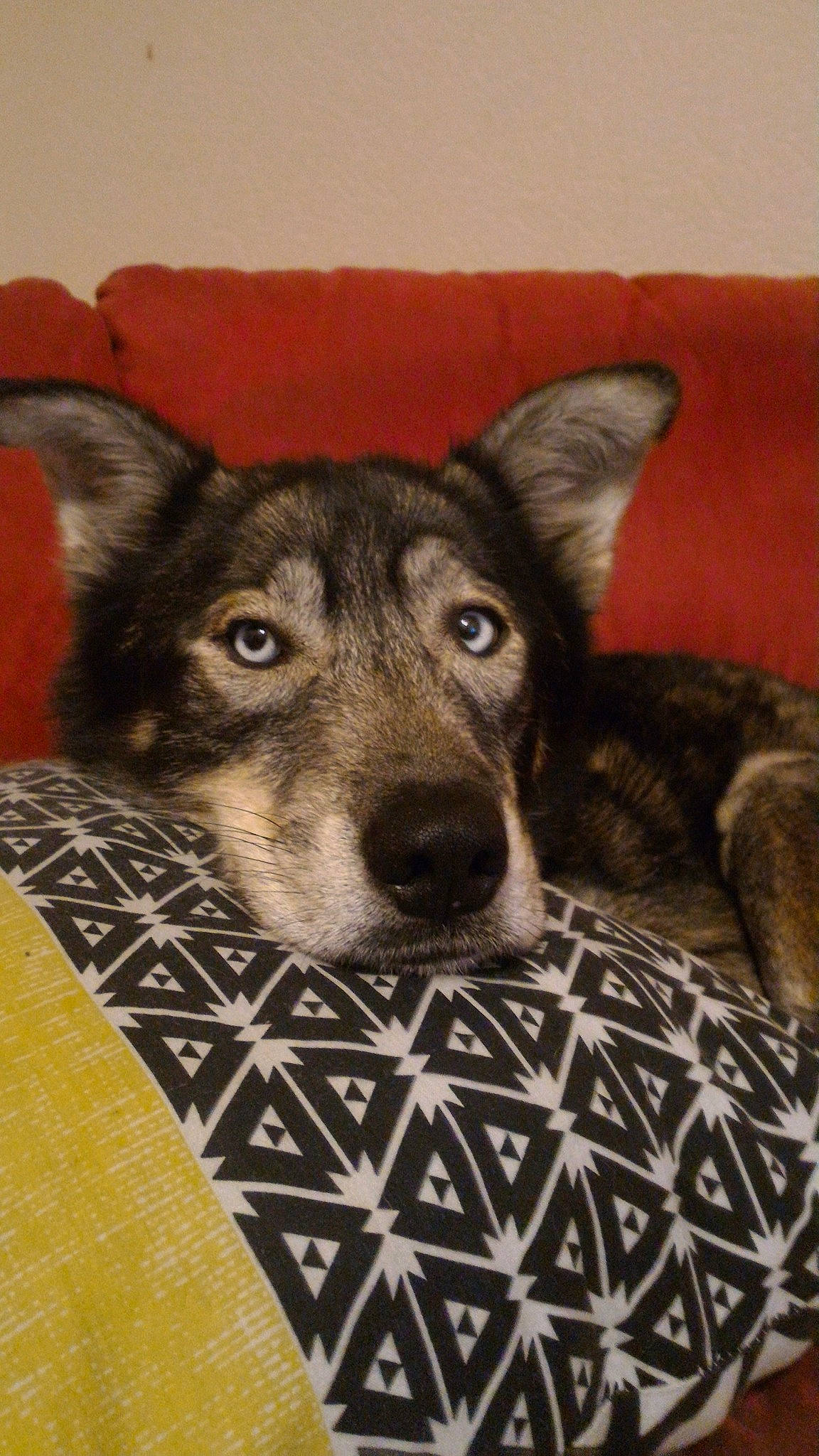 Halvès participe au concours pour gagner de l'argent avec cette photo : canidae, carnivore, czechoslovakian_wolfdog, dog, dog_breed, jamthund, kunming_wolfdog, mammal, native_american_indian_dog, northern_inuit_dog, norwegian_elkhound, rare_breed_dog, saarloos_wolfdog, seppala_siberian_sleddog, siberian_husky, snout, tamaskan_dog, vertebrate, west_siberian_laika, wolfdog