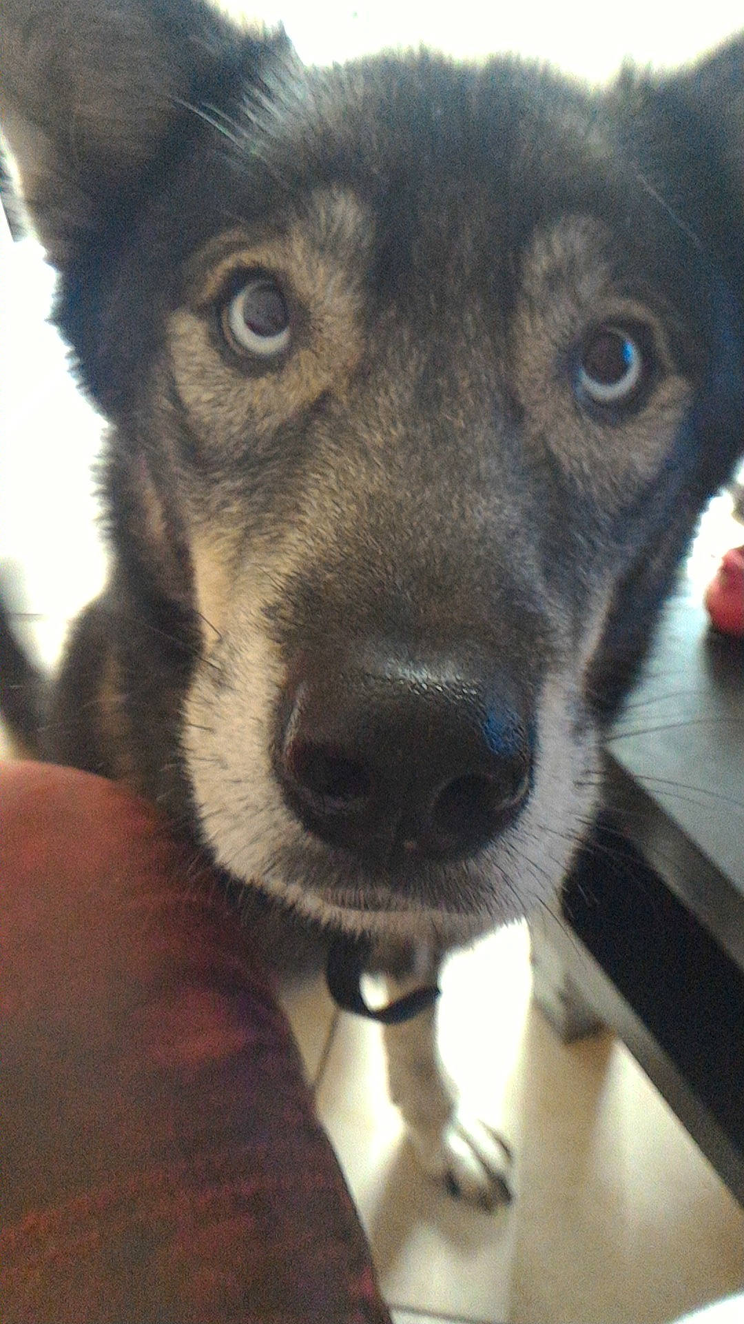 Halvès participe au concours pour gagner de l'argent avec cette photo : australian_kelpie, canidae, carnivore, dog, dog_breed, eye, feist, labrador_husky, lapponian_herder, mammal, nose, potcake_dog, rare_breed_dog, seppala_siberian_sleddog, siberian_husky, snout, street_dog, vertebrate, whiskers, working_dog