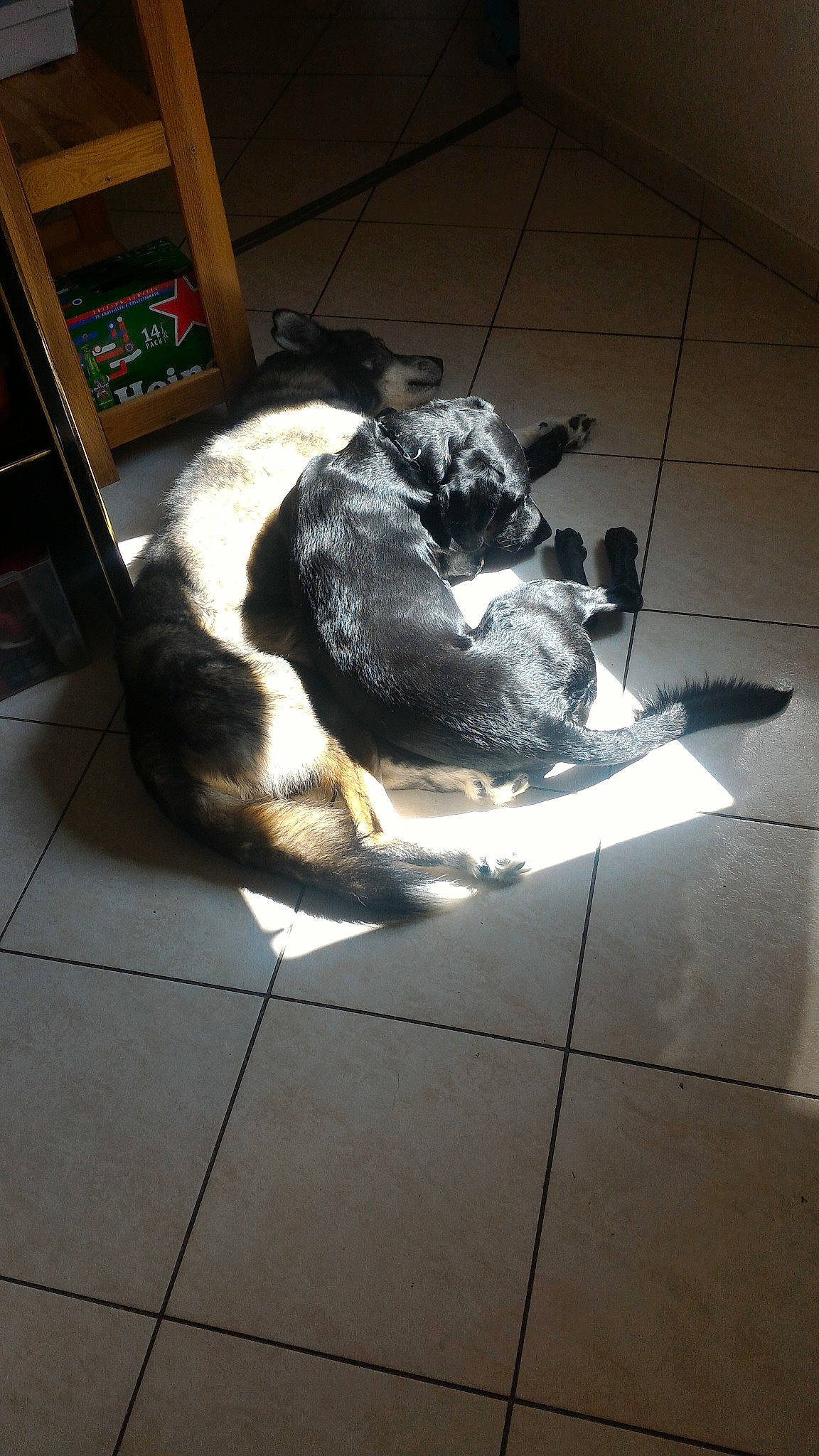 Halvès a rejoint le concours — aidez-le/la à gagner de superbes lots ! canidae, cat, dog_breed, felidae, sporting_group, tail