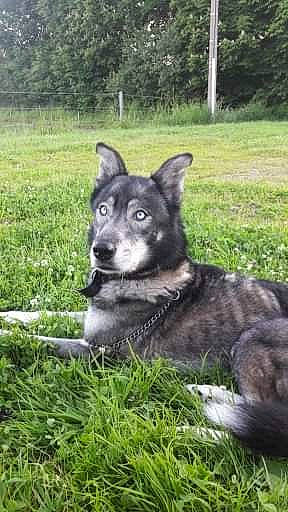 Halvès participe au concours pour gagner de l'argent avec cette photo : black_norwegian_elkhound, canidae, carnivore, dog, dog_breed, east_european_shepherd, east_siberian_laika, jamthund, lapponian_herder, mammal, native_american_indian_dog, norwegian_elkhound, rare_breed_dog, russo_european_laika, seppala_siberian_sleddog, siberian_husky, sled_dog, tamaskan_dog, vertebrate, west_siberian_laika