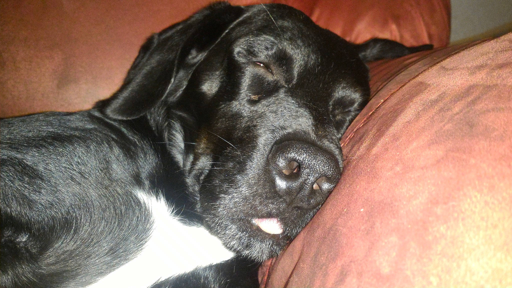 James a rejoint le concours — aidez-le/la à gagner de superbes lots ! beagador, canidae, carnivore, dog, dog_breed, great_dane, labrador_retriever, puppy, snout, sporting_group