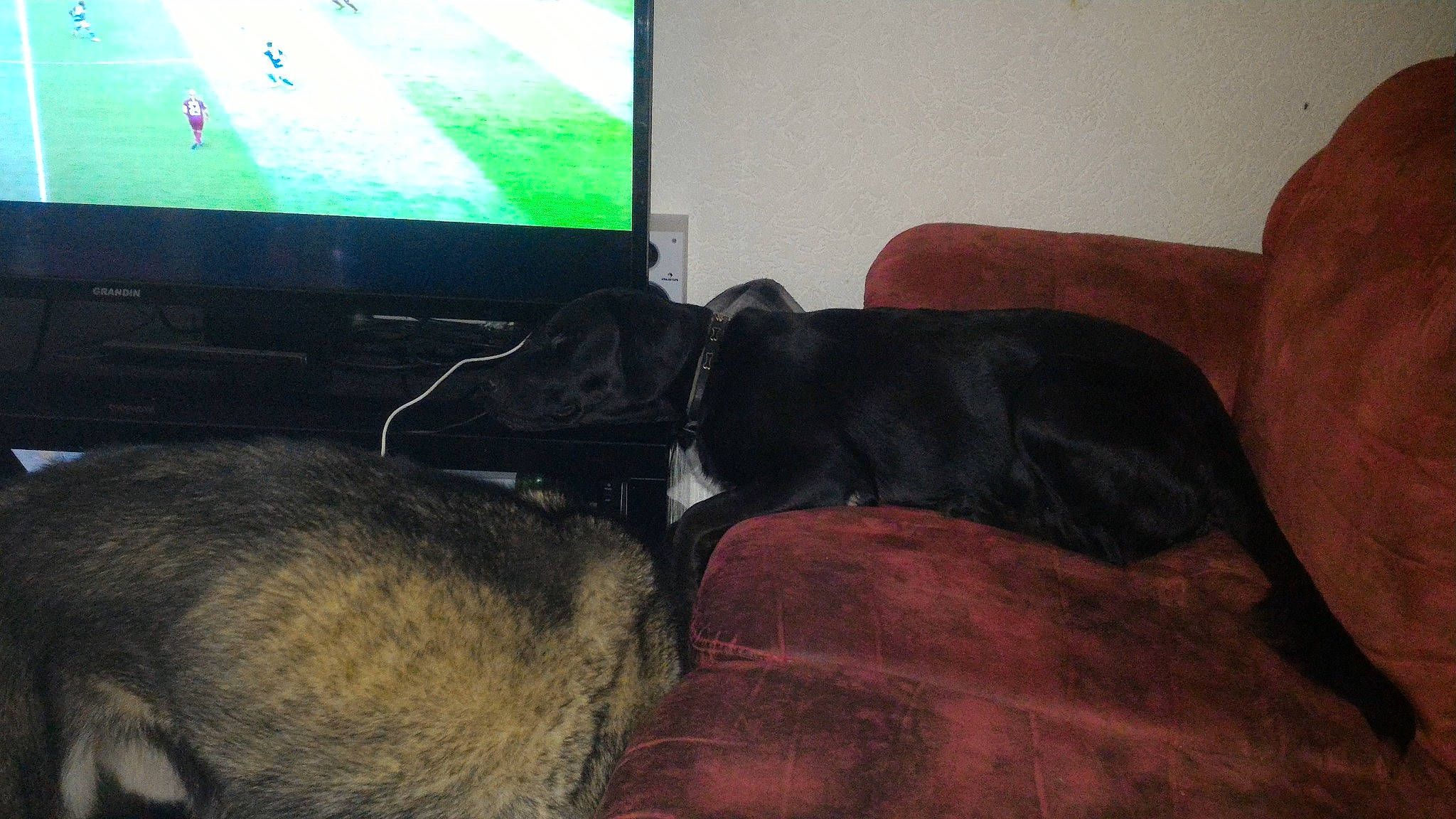 James participe au concours pour gagner de l'argent avec cette photo : canidae, carnivore, dog, dog_breed, sporting_group