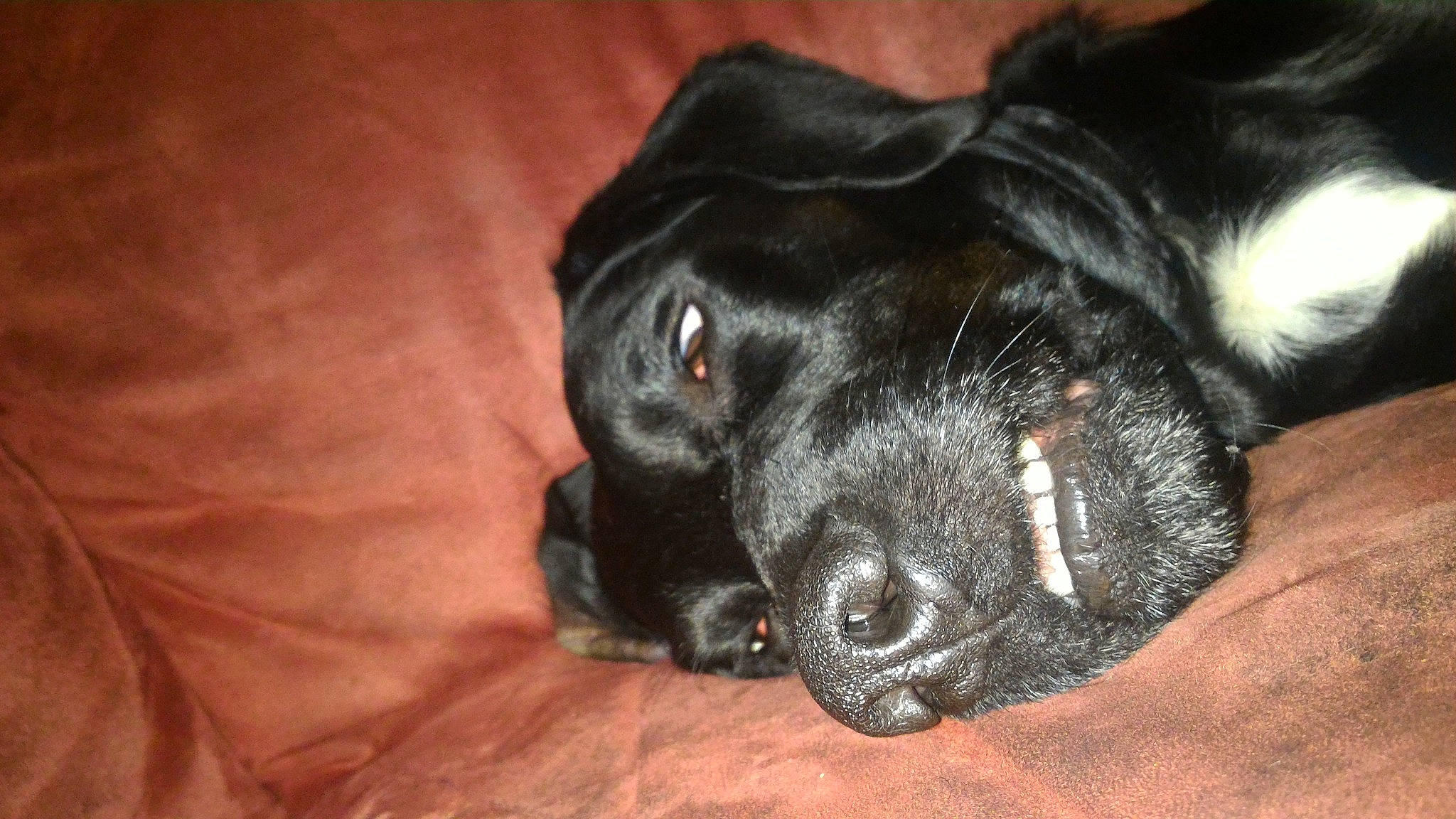 James participe au concours pour gagner de l'argent avec cette photo : beagador, borador, canidae, carnivore, companion_dog, dog, dog_breed, flat_coated_retriever, fur, labrador_retriever, nose, puppy, retriever, snout, sporting_group