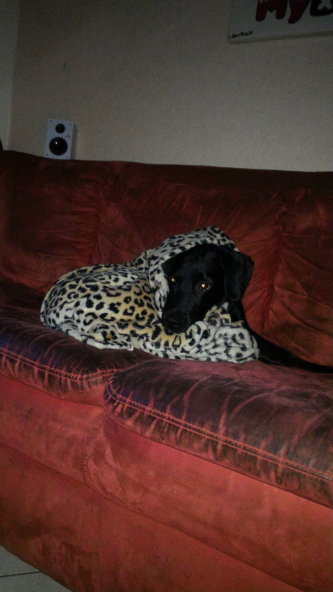 James participe au concours pour gagner de l'argent avec cette photo : canidae, fawn, footwear, non_sporting_group, room, shoe, sporting_group