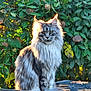 cat, long_haired_cat, maine_coon, feline, pet, animal, portrait, sitting, outdoor, green_foliage, backlight, rim_light, fur, whiskers, yellow_eyes, autumn, fallen_leaves, garden, table, sunlight