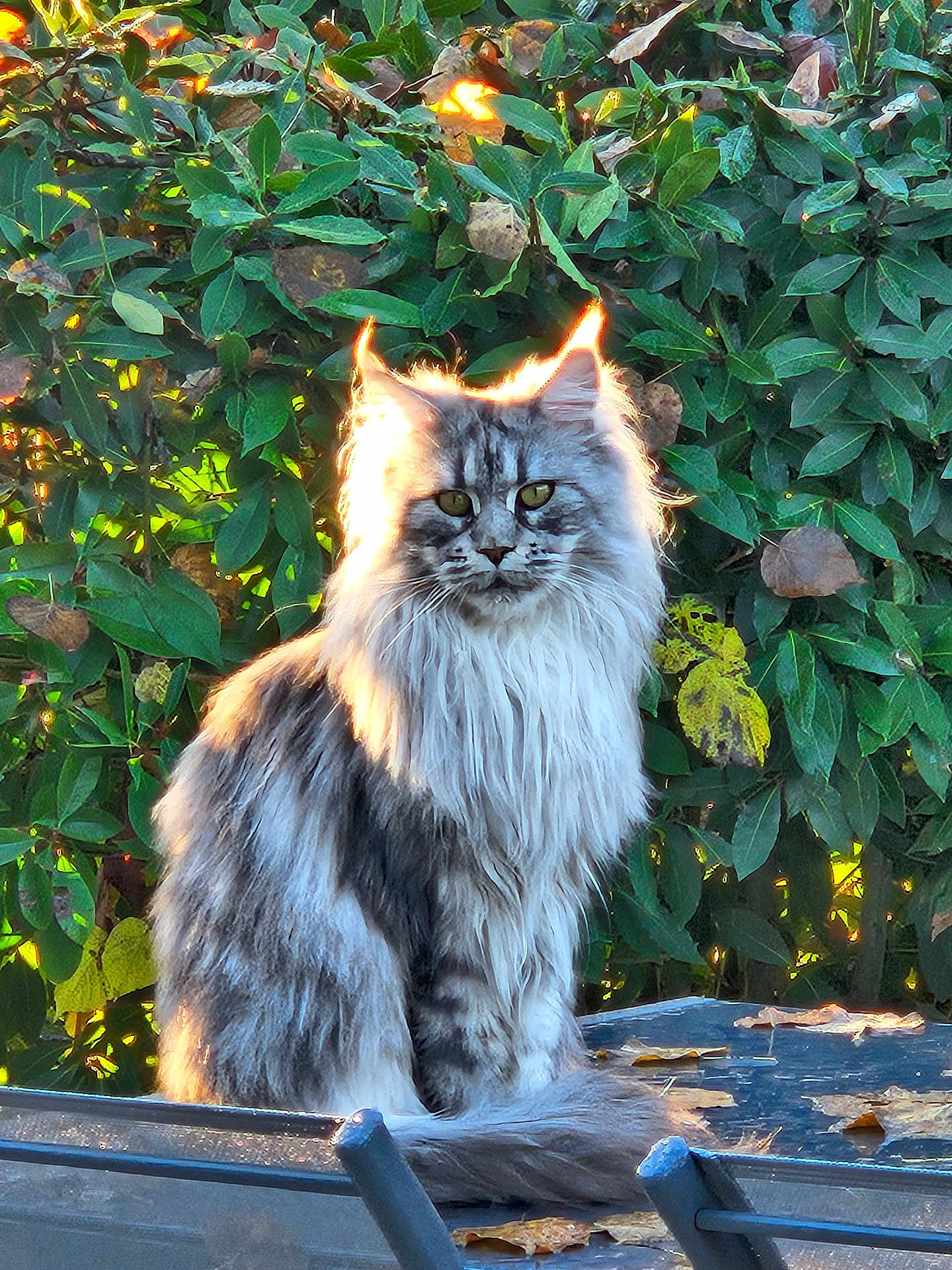 Hera a rejoint le concours — aidez-le/la à gagner de superbes lots ! cat, long_haired_cat, maine_coon, feline, pet, animal, portrait, sitting, outdoor, green_foliage, backlight, rim_light, fur, whiskers, yellow_eyes, autumn, fallen_leaves, garden, table, sunlight