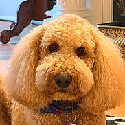 Murphy is registered to the contest to win money with this photo: animal, canine, carpet, collar, companion, curly_fur, cute, dog, domestic_animal, ears, face, fluffy, furniture, house, indoor, mammal, nose, pet_tag, portrait, wood_floor