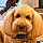 Murphy