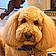 Murphy