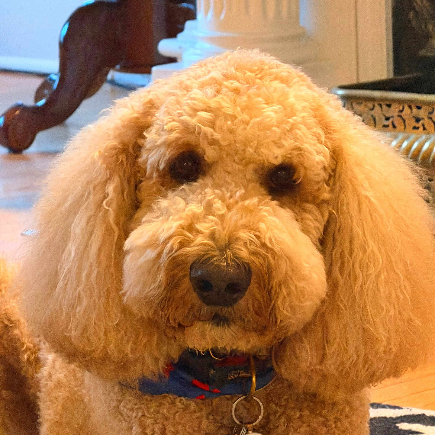 Murphy is registered to the contest to win money with this photo: animal, canine, carpet, collar, companion, curly_fur, cute, dog, domestic_animal, ears, face, fluffy, furniture, house, indoor, mammal, nose, pet_tag, portrait, wood_floor