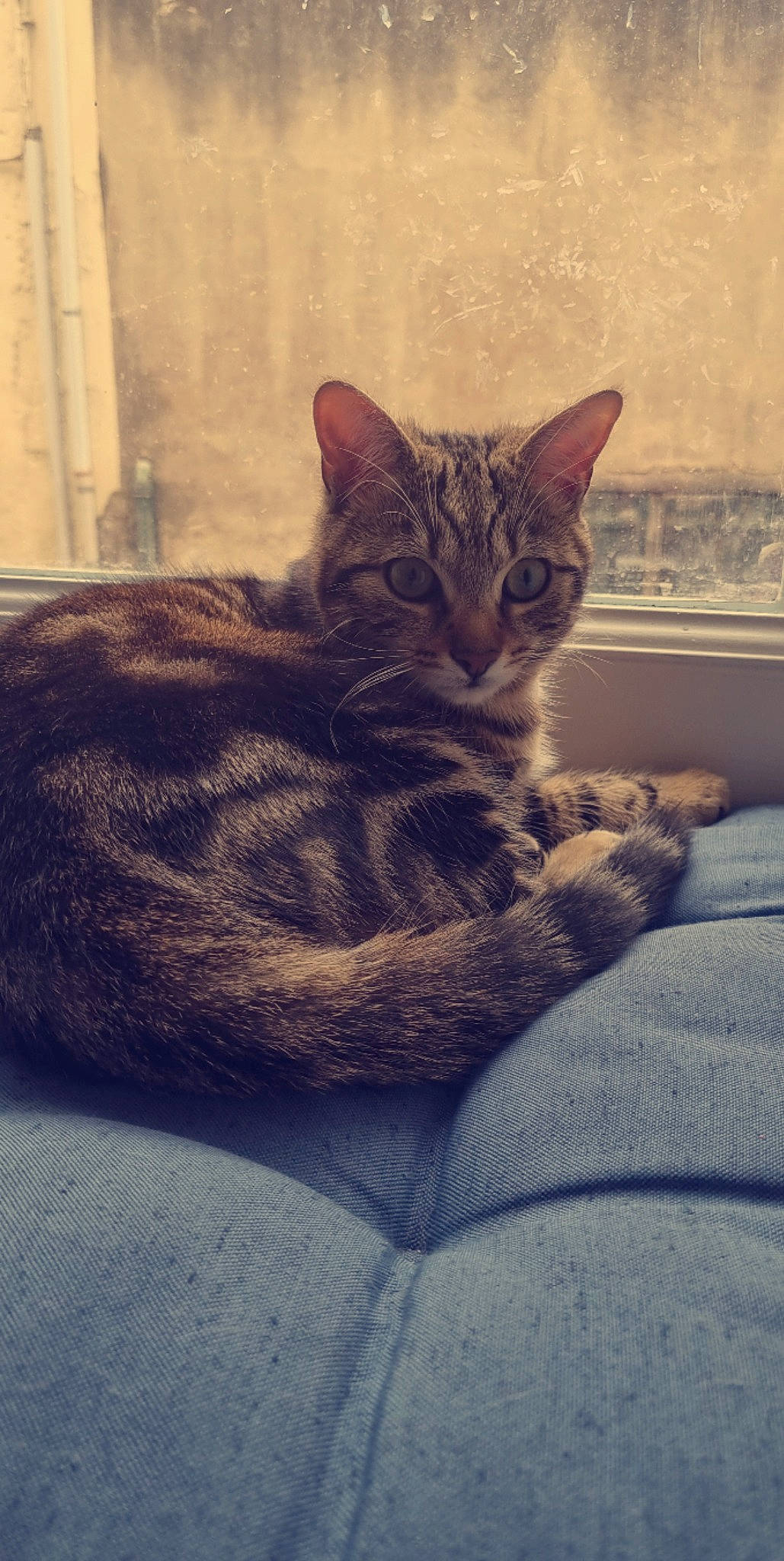 Simba a rejoint le concours — aidez-le/la à gagner de superbes lots ! carnivore, cat, claw, comfort, domestic_short_haired_cat, eye, fawn, felidae, fur, leg, paw, sitting, small_to_medium_sized_cats, snout, tail, terrestrial_animal, tree, whiskers, wildlife, window