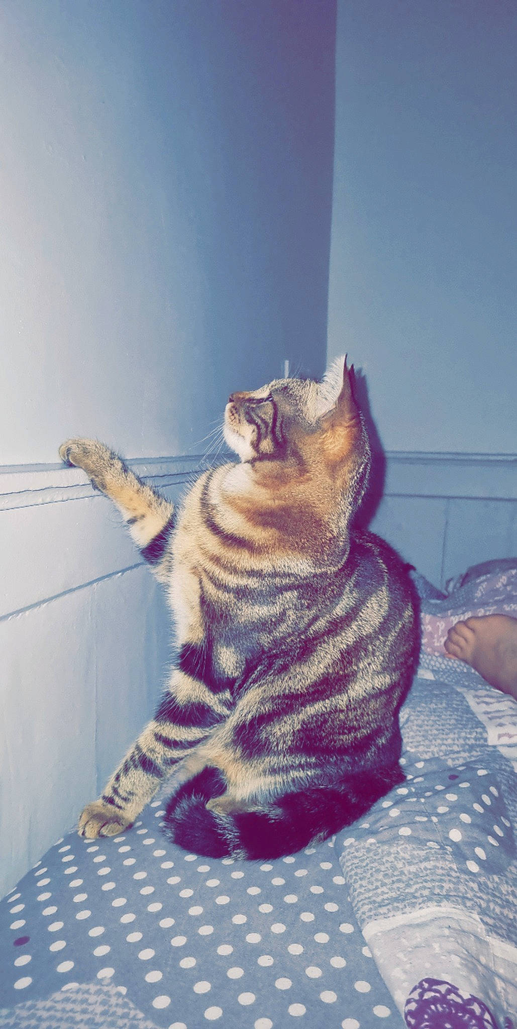 Simba participe au concours pour gagner de l'argent avec cette photo : carnivore, cat, comfort, domestic_short_haired_cat, eye, fawn, felidae, flooring, foot, fur, human_leg, paw, sitting, sky, small_to_medium_sized_cats, snout, tail, whiskers, window, wood