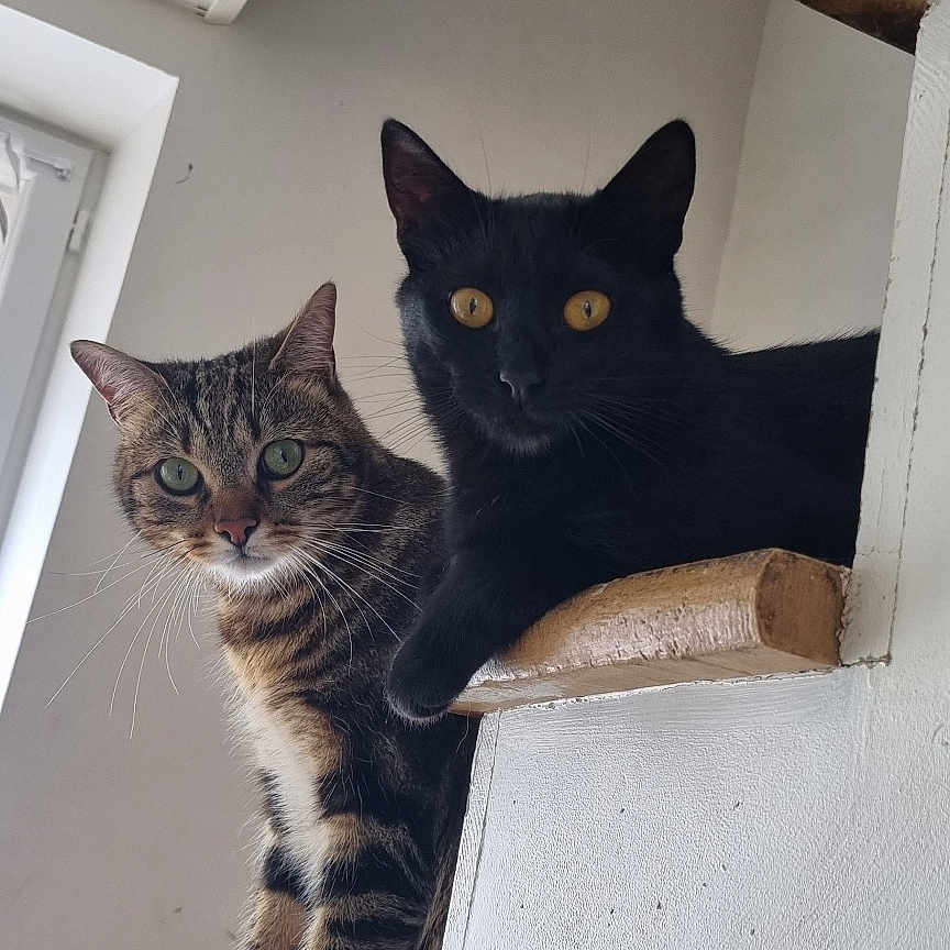 Simba Prune