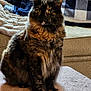 cat, tortoiseshell, fluffy, pet, indoor, cozy, blanket, couch, furniture, animal, fur, whiskers, sitting, looking, golden_eyes, closeup, portrait, home, domestic_cat, curious