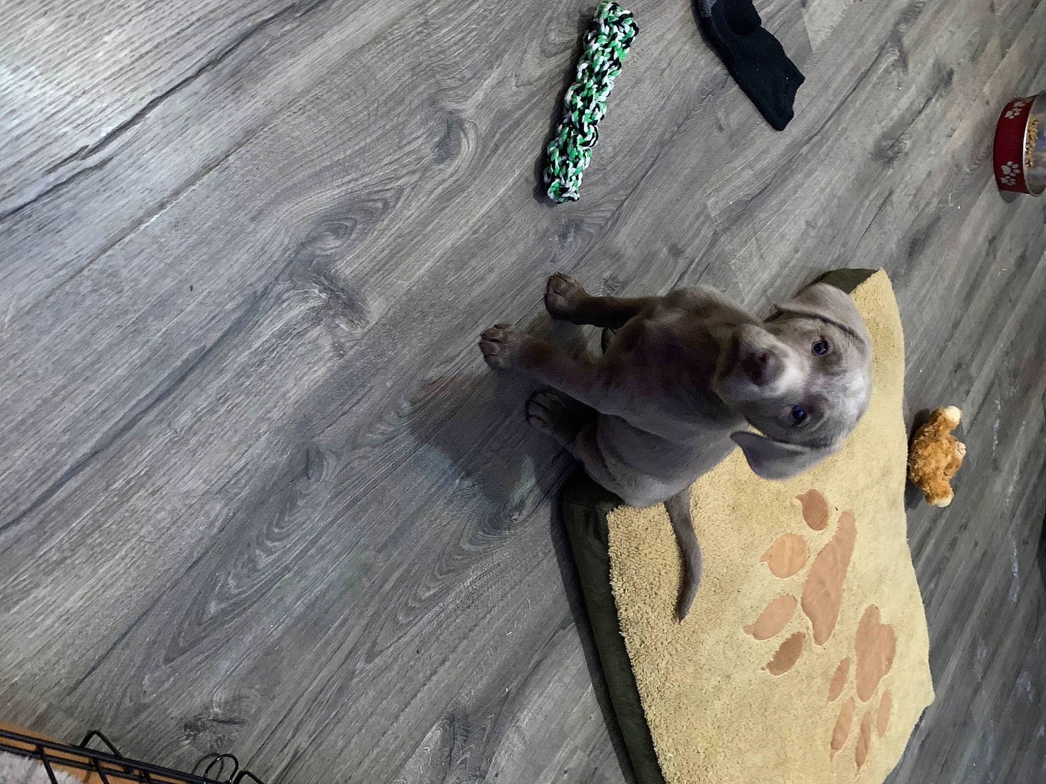 Bella Blu is registered to the contest to win money with this photo: canidae, carnivore, companion_dog, composite_material, dog, dog_breed, fawn, floor, flooring, grey, hardwood, paw, plank, plywood, sporting_group, tail, varnish, wood, wood_flooring, wood_stain