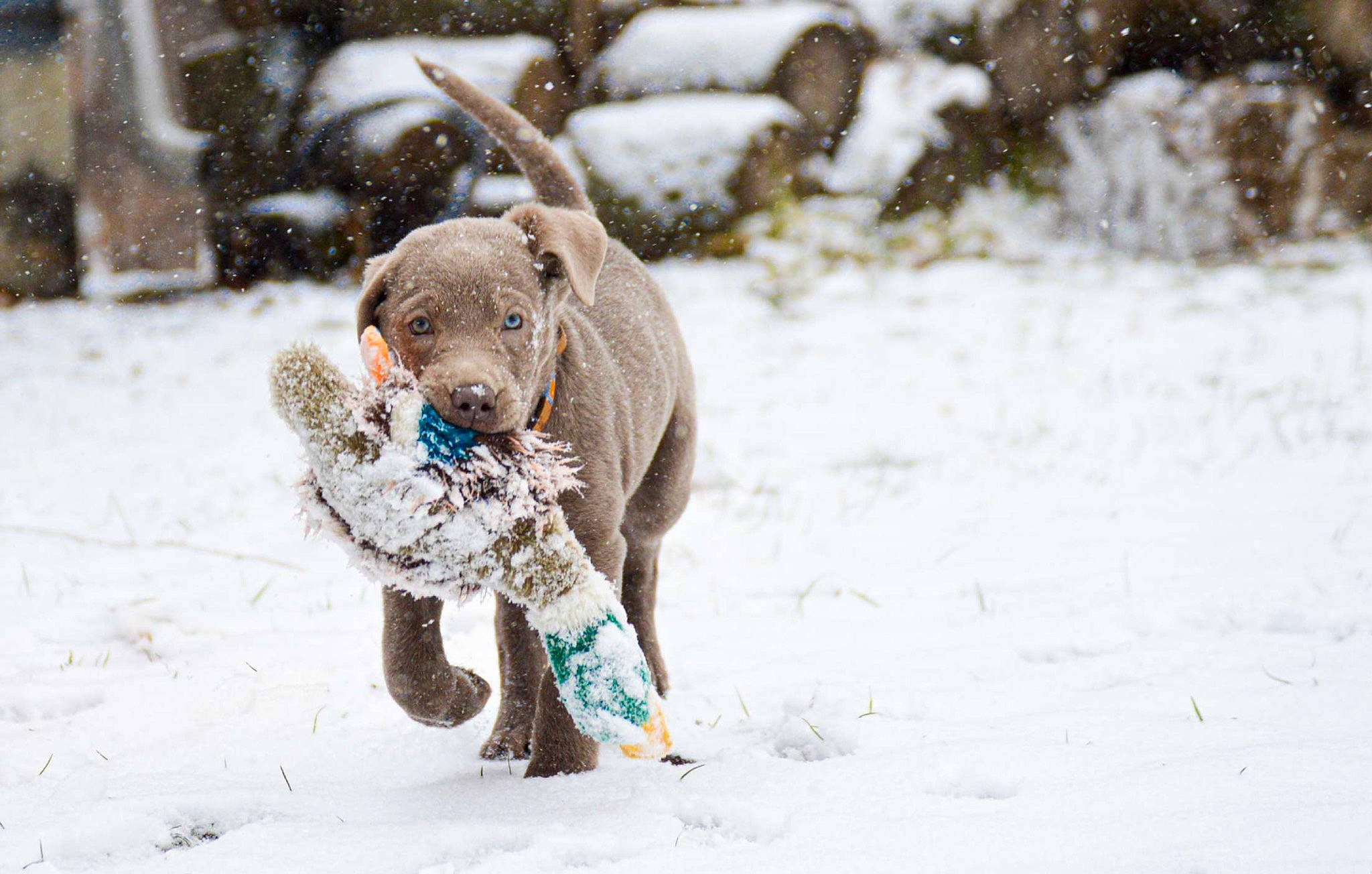 Bella Blu joined the competition — help win amazing prizes! canidae, carnivore, companion_dog, dog, dog_breed, fawn, freezing, fur, gun_dog, liver, playing_in_the_snow, pointing_breed, precipitation, retriever, snout, snow, tail, terrestrial_animal, winter, working_animal