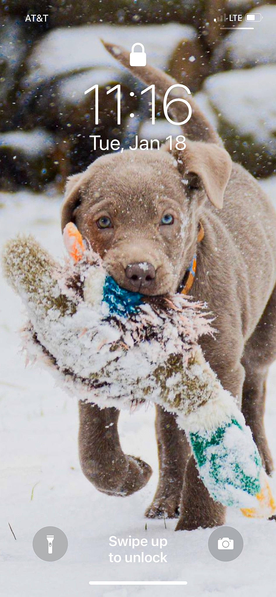 Bella Blu is registered to the contest to win money with this photo: canidae, carnivore, collar, companion_dog, dog, dog_breed, dog_collar, fawn, freezing, fur, liver, pet_supply, precipitation, snout, snow, sporting_group, toy, whiskers, winter, working_animal