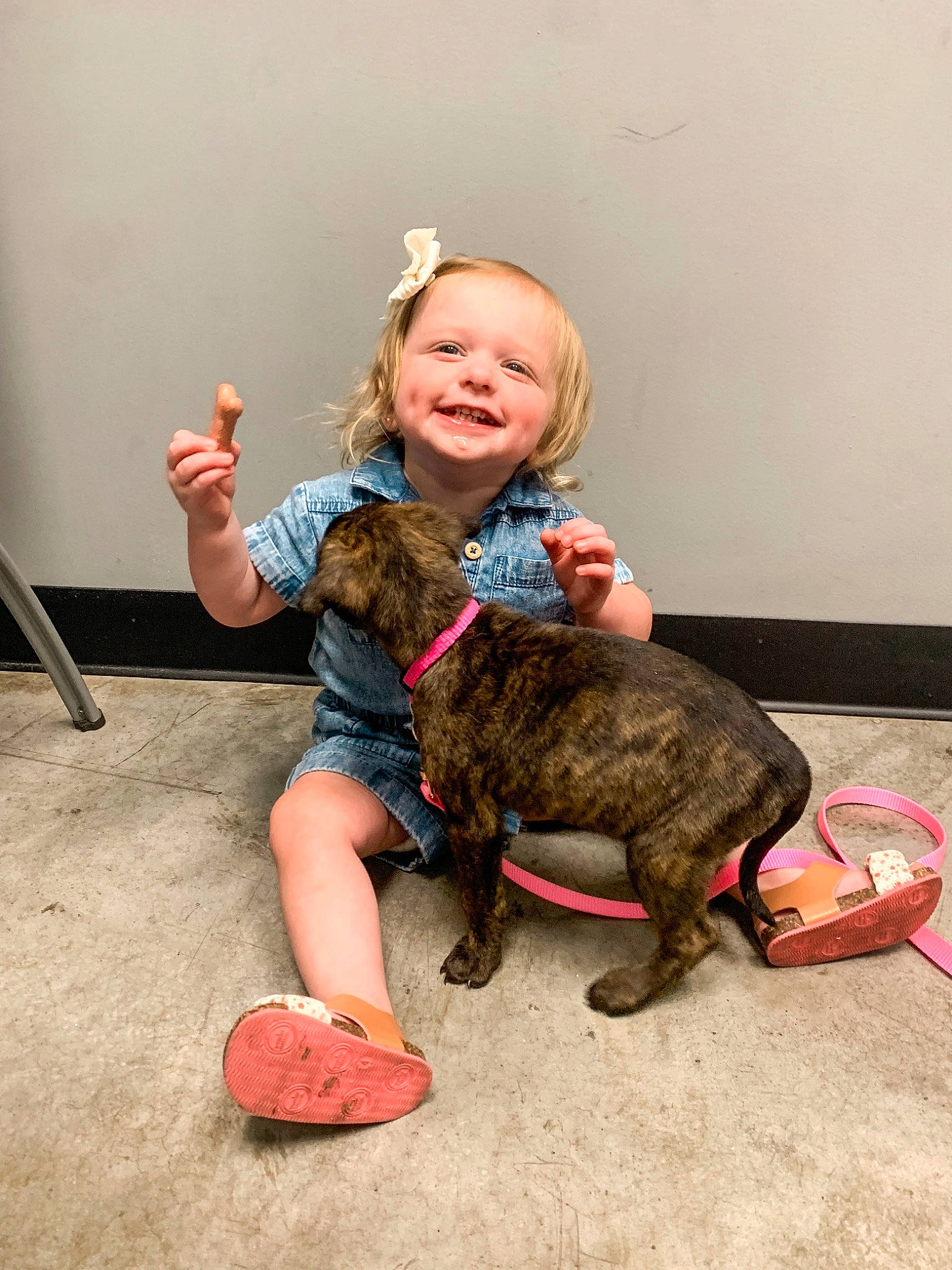 Roxanne is registered to the contest to win money with this photo: carnivore, child, companion_dog, dog_breed, event, fawn, flooring, fun, fur, gesture, happy, joy, leg, person, shoulder, sitting, skin, smile, sneakers, sporting_group