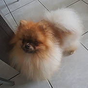 Nobel participe au concours pour gagner de l'argent avec cette photo : ancient_dog_breeds, carnivoran, companion_dog, dog, dog_breed, dog_breed_group, dog_like_mammal, fur, german_spitz, german_spitz_klein, german_spitz_mittel, pomeranian, snout, spitz, volpino_italiano