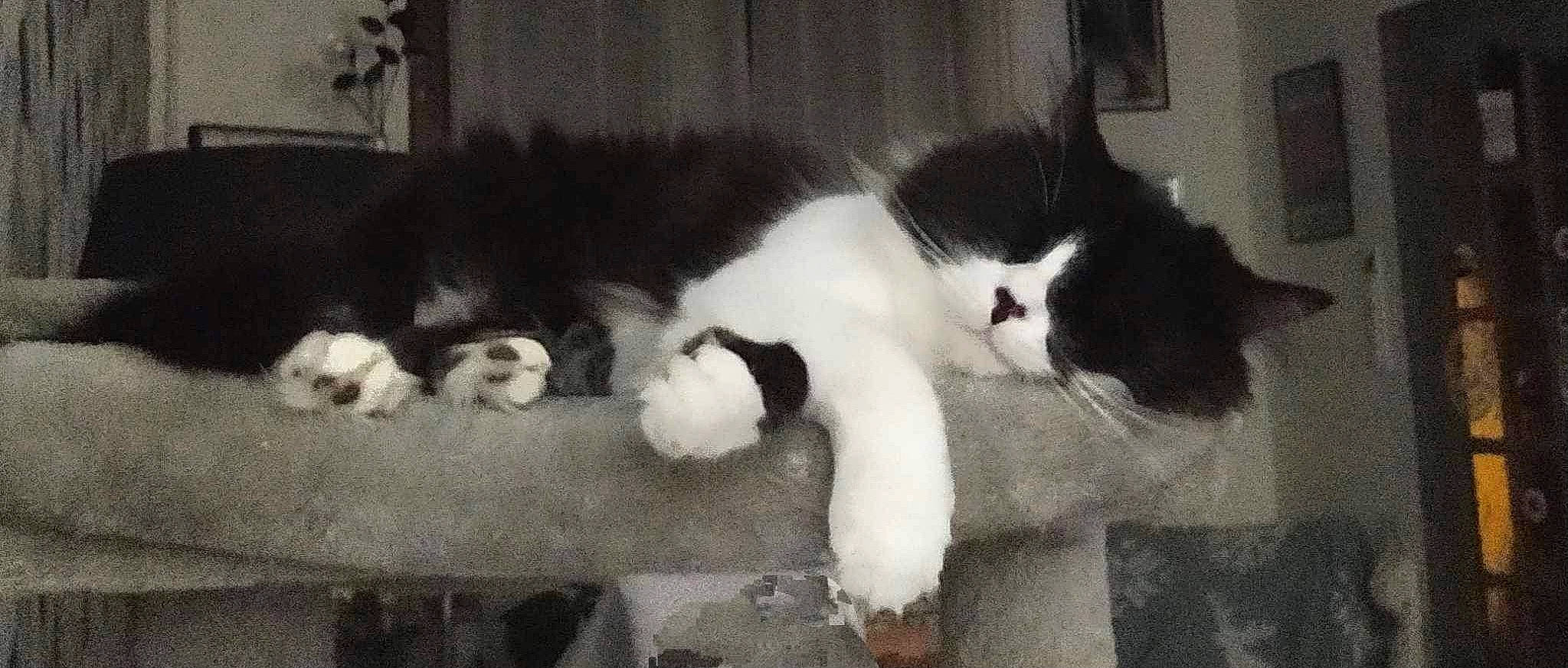 Topaze participe au concours pour gagner de l'argent avec cette photo : carnivore, cat, cat_supply, claw, comfort, domestic_short_haired_cat, felidae, fur, mammal, monochrome, monochrome_photography, natural_material, paw, small_to_medium_sized_cats, snout, tail, terrestrial_animal, vertebrate, whiskers