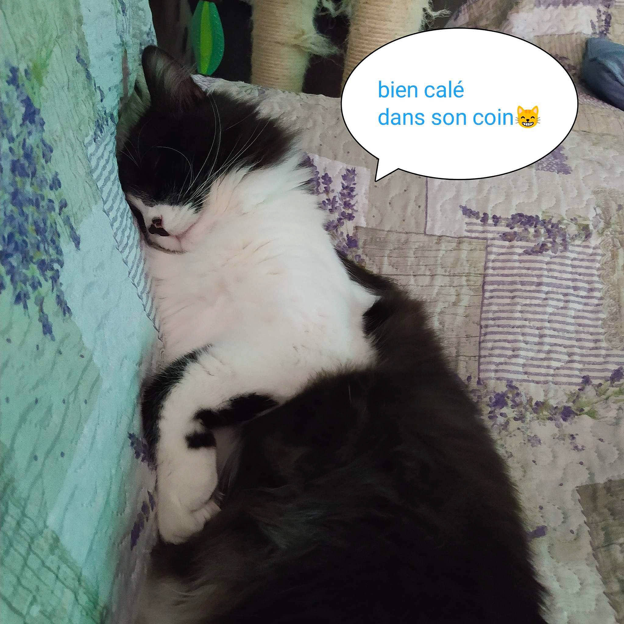 Topaze participe au concours pour gagner de l'argent avec cette photo : art, black_cat, carnivore, cat, domestic_short_haired_cat, felidae, font, formal_wear, fur, pattern, paw, photo_caption, small_to_medium_sized_cats, snout, square, suit, tail, terrestrial_animal, whiskers, window