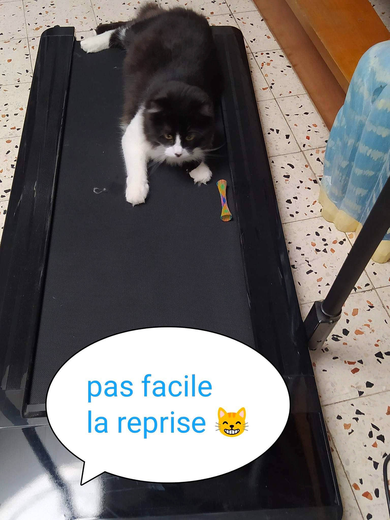 Topaze participe au concours pour gagner de l'argent avec cette photo : box, canidae, carnivore, cat, cat_supply, companion_dog, felidae, flooring, font, formal_wear, pet_supply, rectangle, sitting, small_to_medium_sized_cats, tail, whiskers