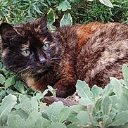 Zoro a rejoint le concours — aidez-le/la à gagner de superbes lots ! cat, tortoiseshell_cat, animal, pet, feline, outdoor, nature, greenery, plants, foliage, resting, alert, eyes, fur, wildlife, mammal, closeup, laying_down, camouflage, natural