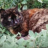 cat, tortoiseshell_cat, animal, pet, feline, outdoor, nature, greenery, plants, foliage, resting, alert, eyes, fur, wildlife, mammal, closeup, laying_down, camouflage, natural