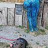 dog, statue, blue_statue, grass, outdoor, leash, playful, tongue_out, wooden_fence, tree, leafy, sculpture, art, pet, animal, nature, ground, daylight, park, funny