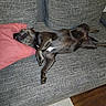 dog, couch, pillow, gray, relaxed, sleeping, pet, indoor, fur, canine, comfort, resting, domestic_animal, living_room, cozy, animal, laying_down, black_dog, home, paw
