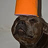 dog, toilet_paper, orange, indoor, pet, animal, brown, fur, nose, ears, close_up, head, balance, funny, expression, portrait, domestic, quiet, still_life, background