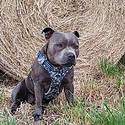 Rukia participe au concours pour gagner de l'argent avec cette photo : dog, gray_dog, harness, hay_bale, grass, outdoor, nature, animal, pet, sitting, rural, field, farm, canine, muzzle, ears, fur, snout, alert, daylight