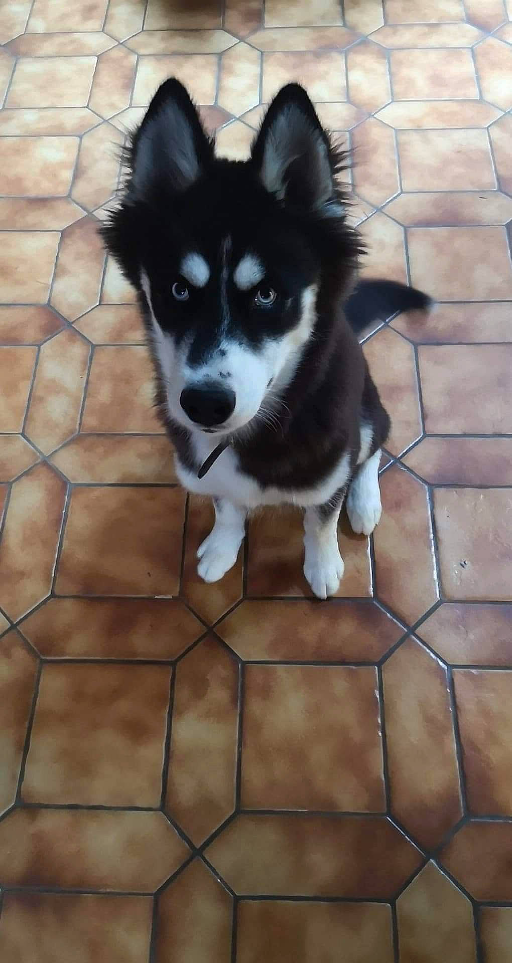 Orkan a rejoint le concours — aidez-le/la à gagner de superbes lots ! alaskan_klee_kai, alaskan_malamute, canadian_eskimo_dog, canidae, carnivore, dog, dog_breed, east_siberian_laika, greenland_dog, lapponian_herder, mammal, miniature_siberian_husky, native_american_indian_dog, sakhalin_husky, siberian_husky, sled_dog, snout, vertebrate, wolfdog, working_dog