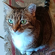 Tidbit is registered to the contest to win money with this photo: animal, cat, close_up, curious, domestic_cat, ears, floor, fur, green_eyes, indoor, looking_up, paws, pet, rug, sitting, striped, tabby, tail, whiskers, white_chest