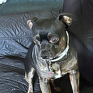 Max joined the competition — help win amazing prizes! dog, pet, black_dog, brown_dog, collar, tag, indoor, couch, fabric, texture, animal, small_dog, canine, fur, paw, ears, eyes, snout, domestic_animal, companion
