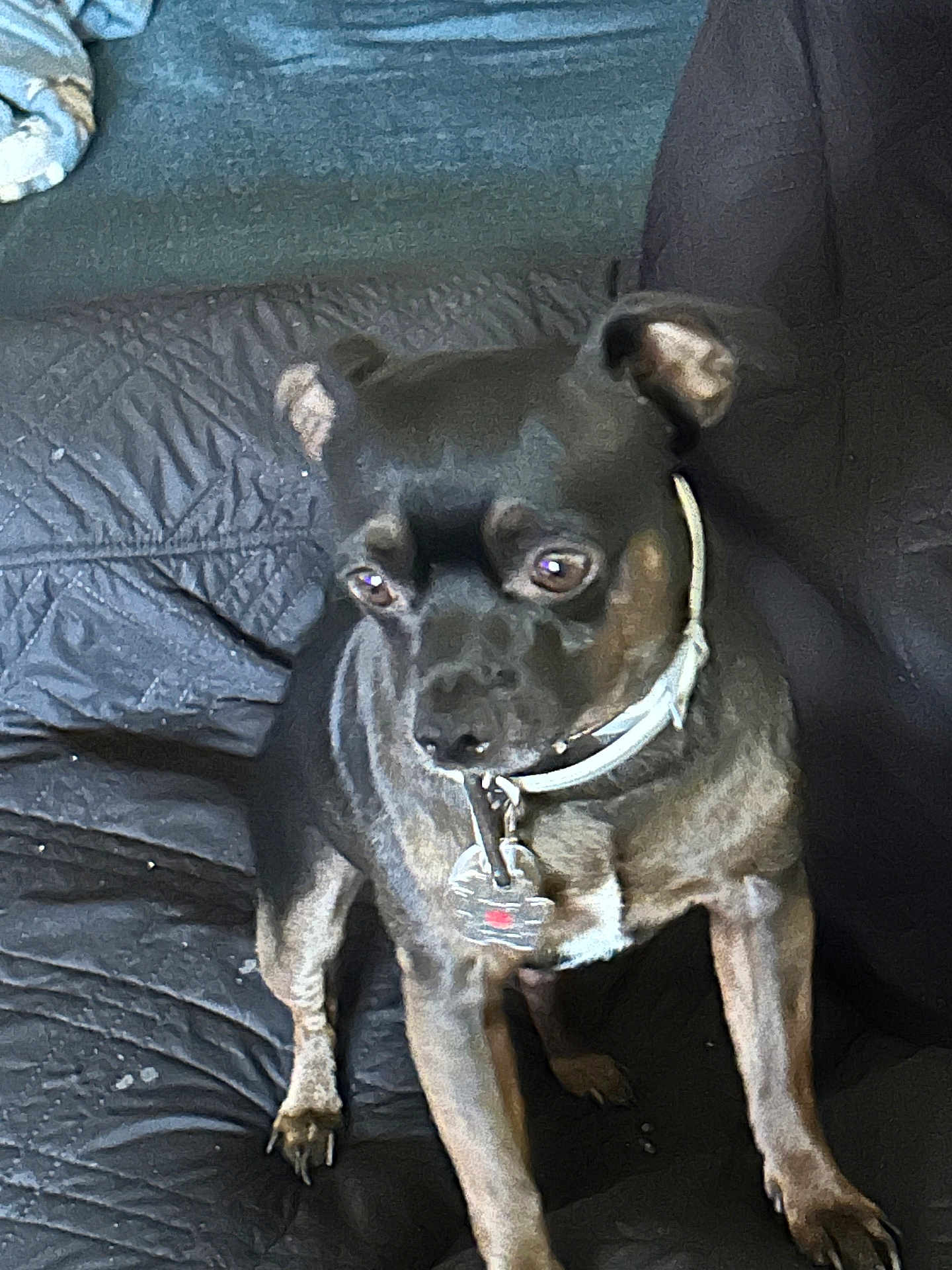 Max joined the competition — help win amazing prizes! dog, pet, black_dog, brown_dog, collar, tag, indoor, couch, fabric, texture, animal, small_dog, canine, fur, paw, ears, eyes, snout, domestic_animal, companion