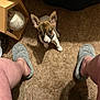 puppy, dog, carpet, slippers, person, legs, floor, wooden_shelf, decor, indoor, pet, cute, brown_and_white, small_dog, looking_up, ears, collar, shadow, home, cozy