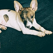 Babygirl is registered to the contest to win money with this photo: dog, puppy, animal, pet, ears, lying_down, spot, fur, cute, looking, resting, indoor, closeup, mammal, canine, young, adorable, portrait, laying, domestic_animal
