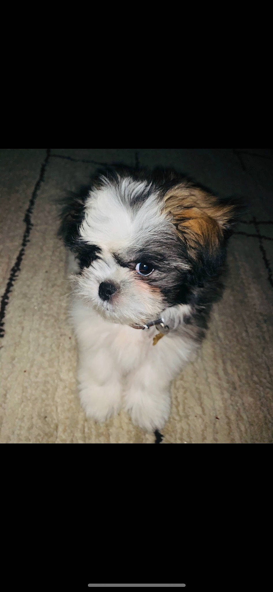 Saint is registered to the contest to win money with this photo: canidae, carnivore, companion_dog, dog, dog_breed, fur, hair, hardwood, head, liver, mal_shi, shih_poo, shih_tzu, small_terrier, snout, sporting_group, terrier, toy_dog, whiskers, working_animal