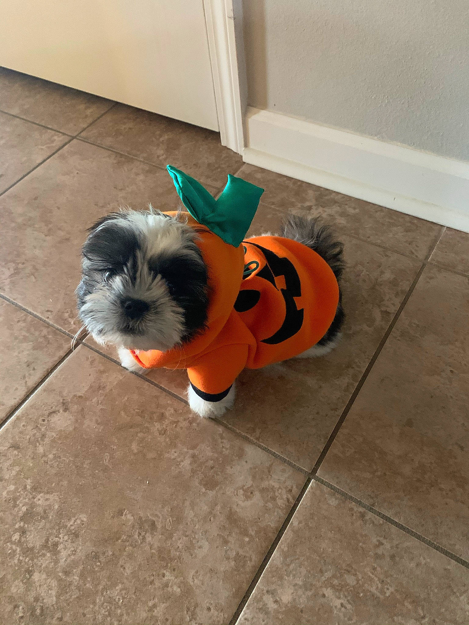 Saint joined the competition — help win amazing prizes! canidae, carnivore, companion_dog, dog, dog_breed, dog_clothes, dog_collar, dog_supply, fashion_accessory, fawn, flooring, fur, orange, pet_supply, small_terrier, snout, sporting_group, tail, toy_dog, working_animal