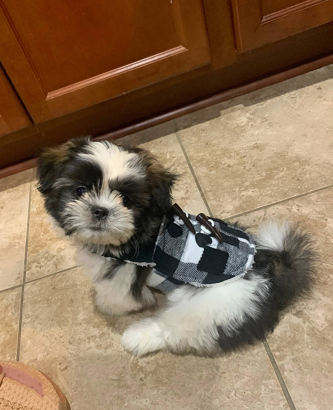 Saint joined the competition — help win amazing prizes! carnivore, companion_dog, dog, dog_breed, dog_supply, fur, hardwood, liver, mal_shi, pet_supply, shih_poo, shih_tzu, small_terrier, snout, sporting_group, tail, terrier, toy_dog, wood, working_animal