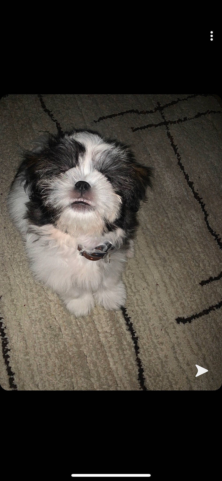 Saint joined the competition — help win amazing prizes! canidae, carnivore, companion_dog, dog, dog_breed, flooring, fur, hardwood, maltepoo, non_sporting_group, puppy, shih_poo, shih_tzu, small_terrier, sporting_group, terrier, toy_dog, whiskers, wood, working_animal